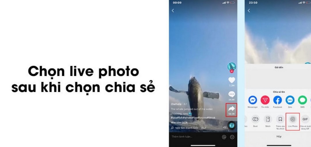 Hướng dẫn lấy video tik tok làm hình nền cho iPhone